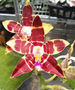 Carica l'immagine nel visualizzatore Galleria, Phalaenopsis CTL Ambo Tetralacea