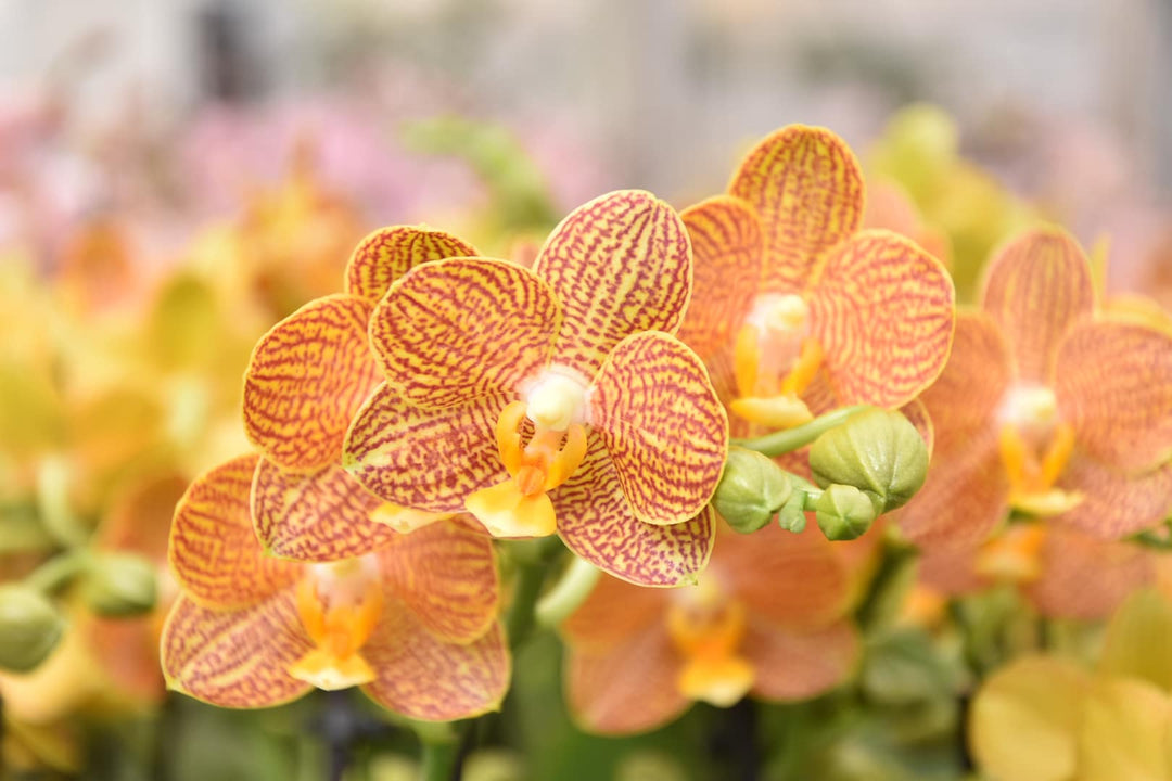 OFFERTA PHALAENOPSIS WELCOME SUMMER