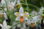 Load image into Gallery viewer, Phalaenopsis Mini Mark 'Sunsplash' JS/AOS