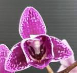 Carica l&#39;immagine nel visualizzatore Galleria, Phalaenopsis Chia E Yenlin (variegata &amp; peloric)
