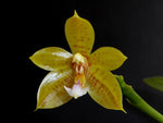 Carica l&#39;immagine nel visualizzatore Galleria, Phalaenopsis Flores Moon (Phal. floresensis x Phal.s cornu-cervi)
