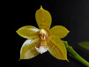 Phalaenopsis Flores Moon (Phal. floresensis x Phal.s cornu-cervi)