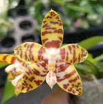 Carica l&#39;immagine nel visualizzatore Galleria, Phalaenopsis Aber Ambo &#39;Bill&#39; (Phal. Chee Meng&#39;s Gold x Phal. Amboinensis)
