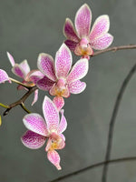 Carica l'immagine nel visualizzatore Galleria, Phalaenopsis Alyos 'OH' (Phal. schilleriana x Phal. finleyi)