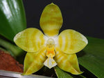 Carica l'immagine nel visualizzatore Galleria, Phalaenopsis amboinensis var. flava