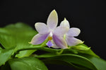 Load image into Gallery viewer, Phalaenopsis Amel Tobia (violacea indigo x pallens alba)