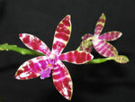 Load image into Gallery viewer, Phalaenopsis bastianii