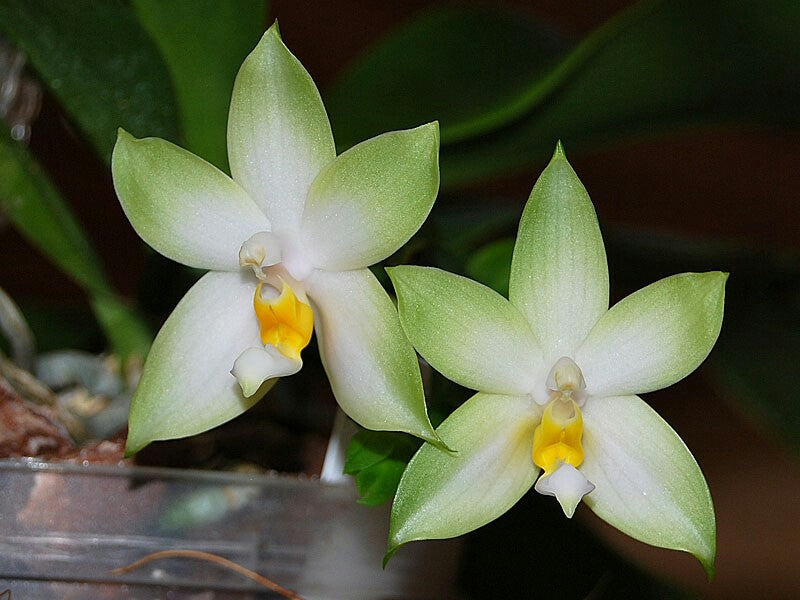 Phalaenopsis bellina var. sunrise