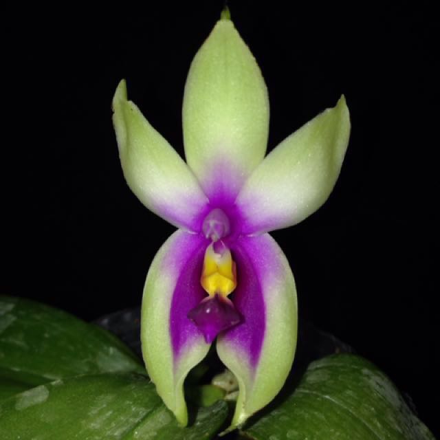 Phalaenopsis bellina var. fire