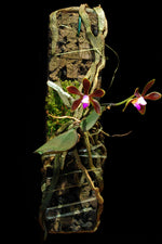 Carica l&#39;immagine nel visualizzatore Galleria, Phalaenopsis braceana
