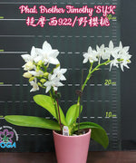 Carica l&#39;immagine nel visualizzatore Galleria, Phalaenopsis Brother Timothy &#39;SYK&#39;
