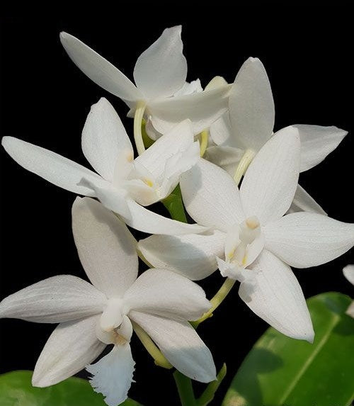 Phalaenopsis Brother Timothy 'SYK'