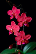 Carica l&#39;immagine nel visualizzatore Galleria, Phalaenopsis Buddha&#39;s Treasure
