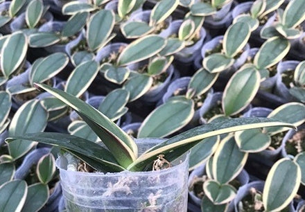 Phalaenopsis Chia E Yenlin (variegata &amp; peloric)