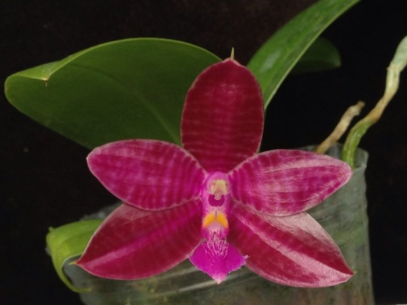 Phalaenopsis Chienlung Luedgiana (lueddemanniana x corningiana)