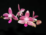 Load image into Gallery viewer, Phalaenopsis Christine Magro 'Sugar Plum' (MC) (Phal. javanica x Phal. equestris)