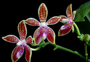 Phalaenopsis corningiana