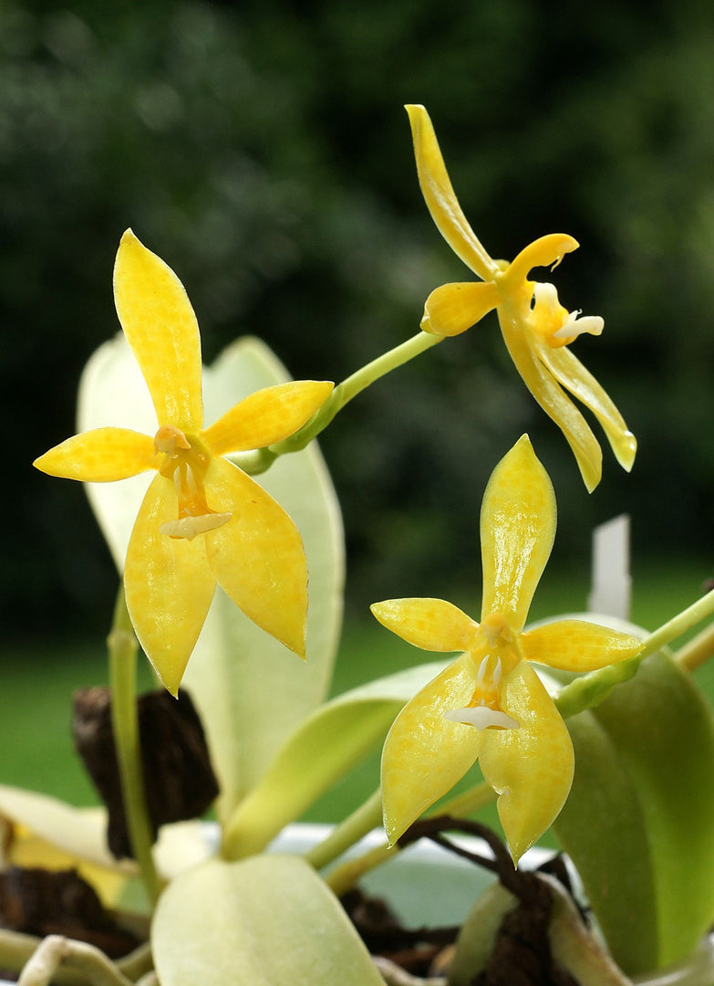 Phalaenopsis cornu cervi var. Flava