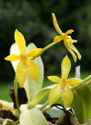 Phalaenopsis cornu cervi var. Flava