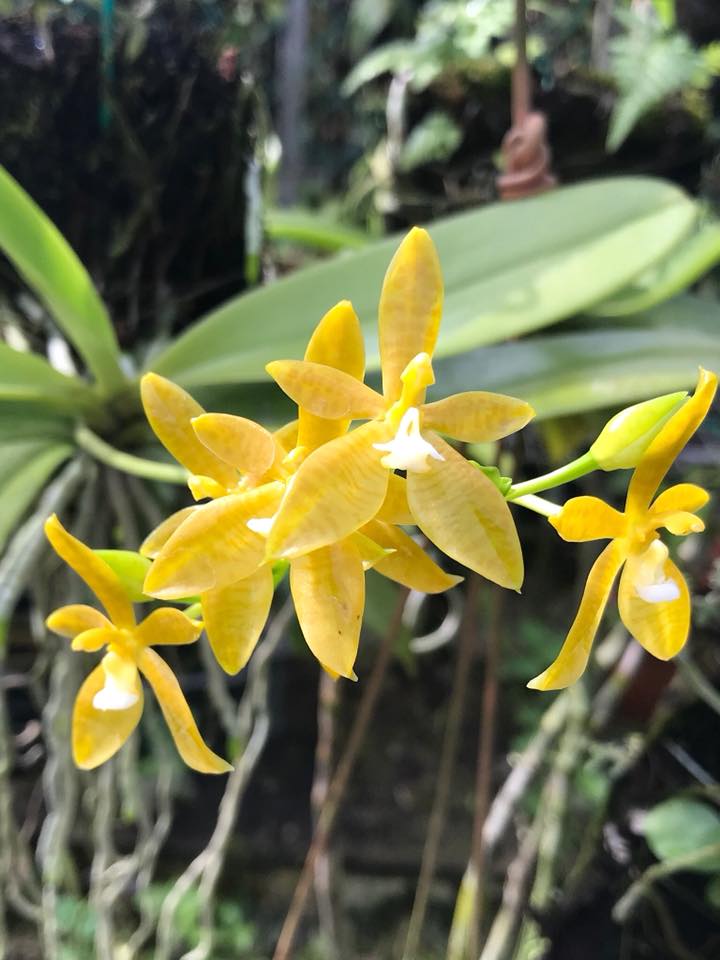 Phalaenopsis cornu cervi var. Flava