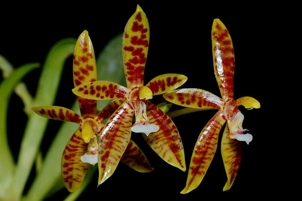 Phalaenopsis cornu-cervi var. red