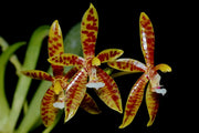 Phalaenopsis cornu cervi