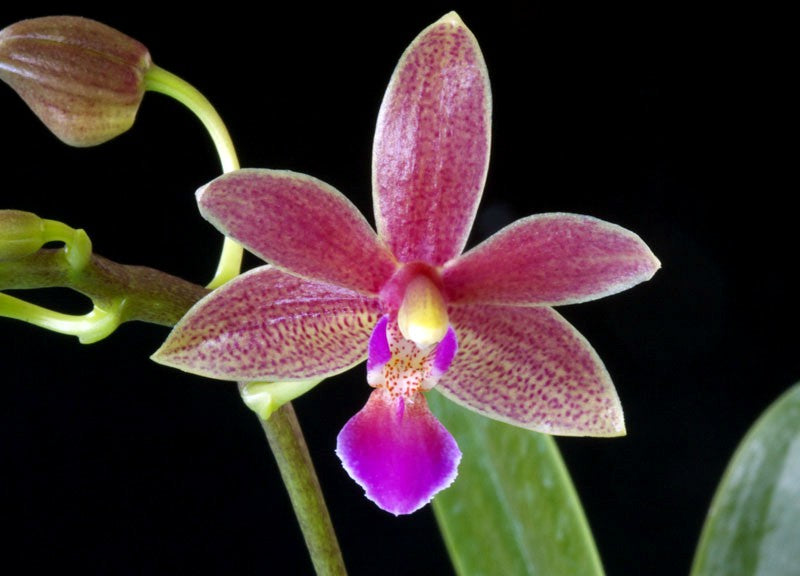 Phalaenopsis equestris x cornu-cervi