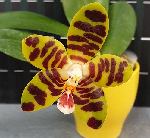 Phalaenopsis David Lim (Phal. amboinensis x Phal. Gigantea)