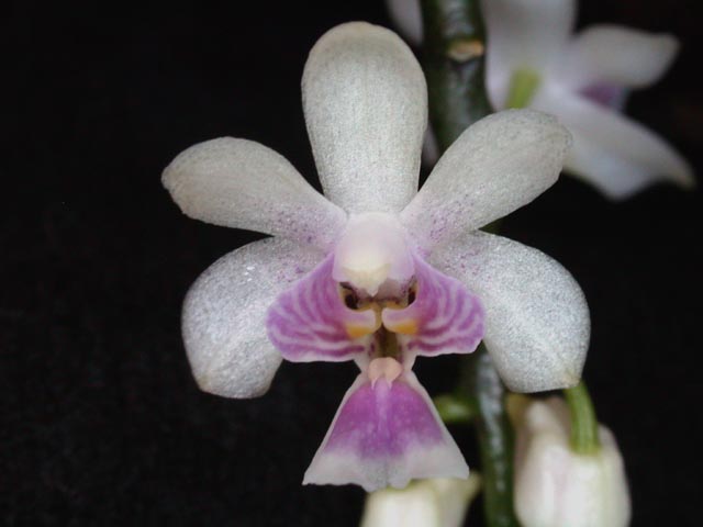 Phalaenopsis deliciosa