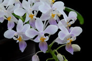 Phalaenopsis equestris var. coerulea