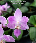 Carica l'immagine nel visualizzatore Galleria, Phalaenopsis equestris 'Pink'