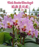 Carica l&#39;immagine nel visualizzatore Galleria, Phalaenopsis Evarise Blue Angel (Purple Martin x lobbii)
