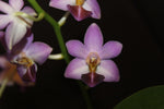Carica l&#39;immagine nel visualizzatore Galleria, Phalaenopsis Evarise Blue Angel (Purple Martin x lobbii)
