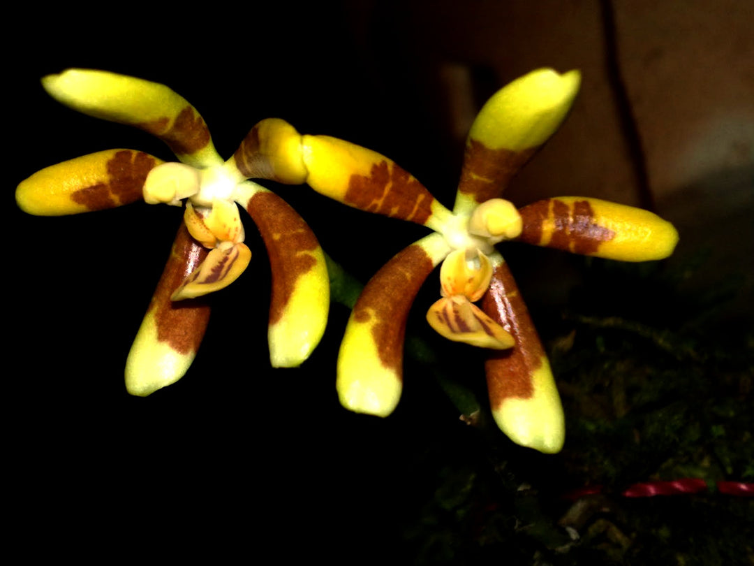 Phalaenopsis fuscata