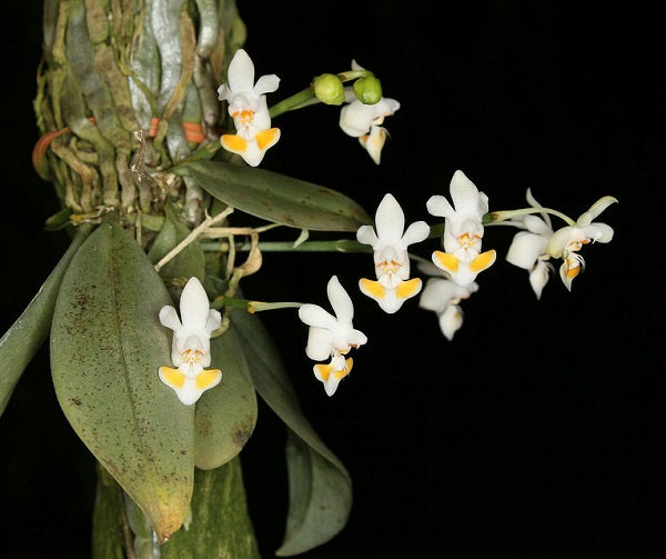 Phalaenopsis gibbosa