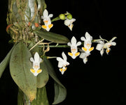 Phalaenopsis gibbosa