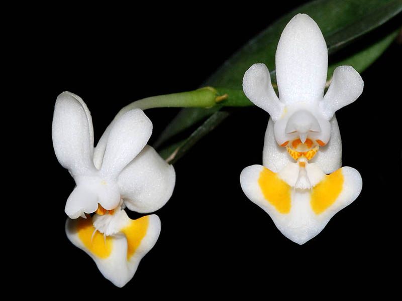 Phalaenopsis gibbosa