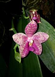Phalaenopsis Gigabell (gigantea x bellina)