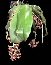 Phalaenopsis gigantea