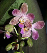 Load image into Gallery viewer, Phalaenopsis Hans Christiansen (gigantea 'Jumbo Orchids' × lindenii 'Jumbo')