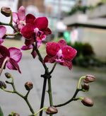 Carica l&#39;immagine nel visualizzatore Galleria, Phalaenopsis Gran Master
