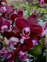 Carica l&#39;immagine nel visualizzatore Galleria, Phalaenopsis Gran Master
