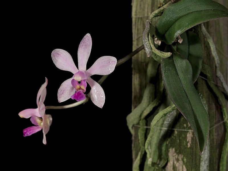 Phalaenopsis honghenensis