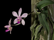 Phalaenopsis honghenensis