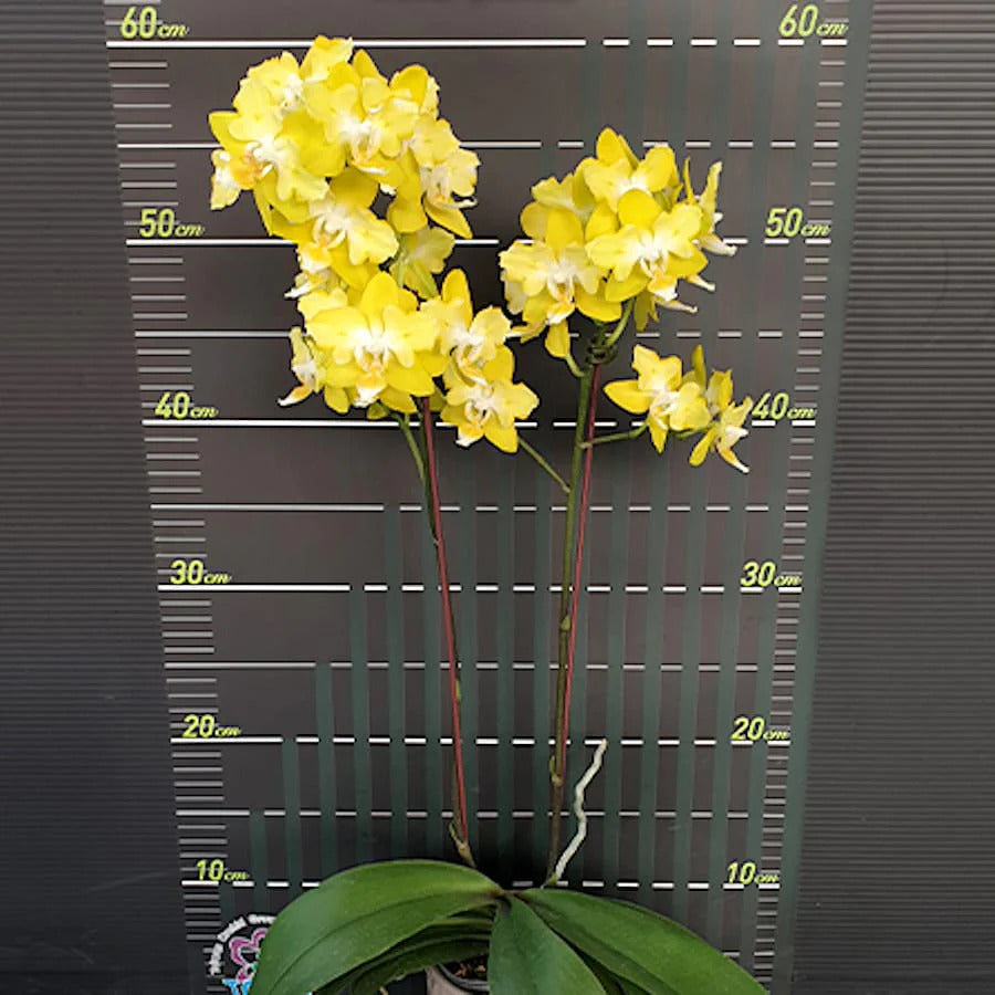 Phalaenopsis I-Hsin Beaming Sun (peloric - 2 eyes)