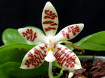 Carica l'immagine nel visualizzatore Galleria, Phalaenopsis inscriptiosinensis