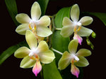 Carica l'immagine nel visualizzatore Galleria, Phalaenopsis javalin (P.lindenii x P. javanica)