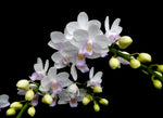 Load image into Gallery viewer, Phalaenopsis Joy Green Bee 'Green Bee'