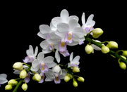 Phalaenopsis Joy Green Bee 'Green Bee'