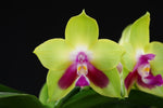 Carica l'immagine nel visualizzatore Galleria, Phalaenopsis KS Happy Eagle 'Super'